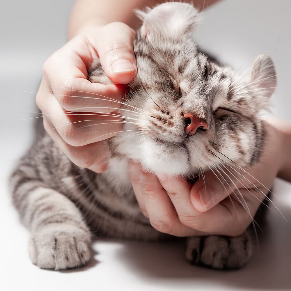 Cat Getting Chin Scratches